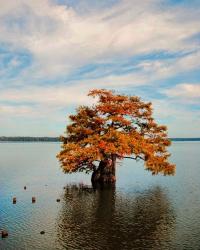 Cypress In Autumn 2 | Obraz na stenu