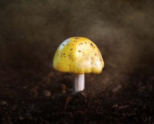 Little Yellow Mushroom | Obraz na stenu