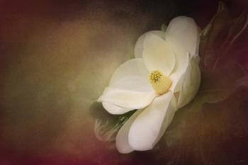 Magnolia In Bloom 1 | Obraz na stenu