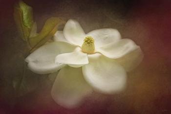 Magnolia In Bloom 2 | Obraz na stenu