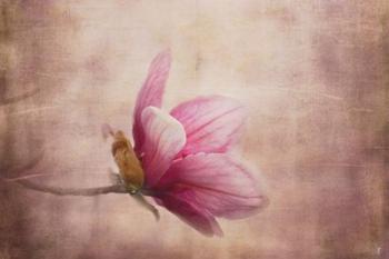Pink Magnolia 1 | Obraz na stenu