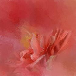 Salmon Hibiscus 3 | Obraz na stenu