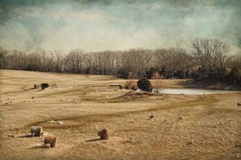 Sheep In The Meadow | Obraz na stenu