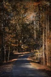 Sunlit Autumn Path | Obraz na stenu