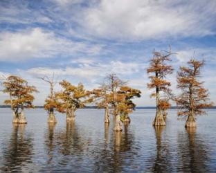 Through The Cypress Garden | Obraz na stenu