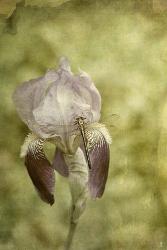 Vintage Iris And Dragonfly | Obraz na stenu