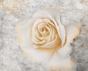 Vintage Rose 2 | Obraz na stenu