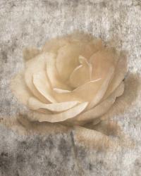 Vintage Rose 3 | Obraz na stenu