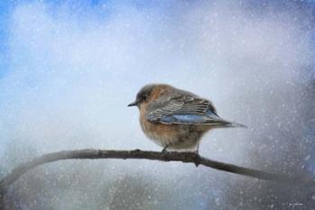 Bluebird In The Snow | Obraz na stenu
