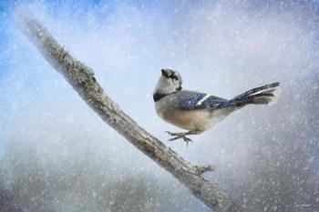 Bluejay In The Snow | Obraz na stenu