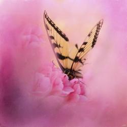 Butterfly On The Azaleas | Obraz na stenu