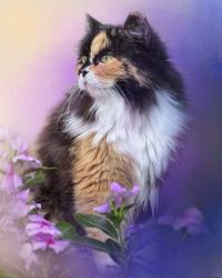 Calico Kitty In The Garden | Obraz na stenu