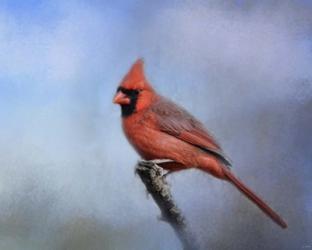 Cardinal At First Frost | Obraz na stenu
