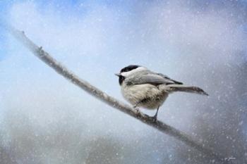 Chickadee In The Snow | Obraz na stenu