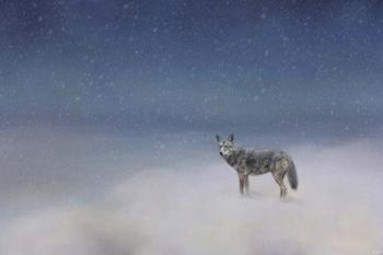 Coyote In Winter | Obraz na stenu