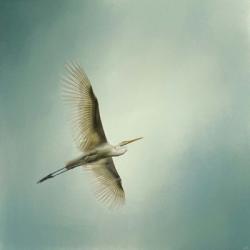 Egret Overhead | Obraz na stenu