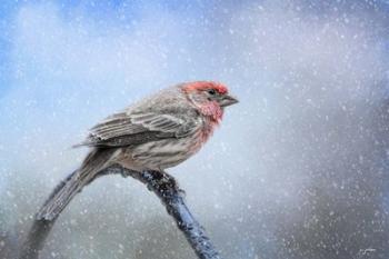 Finch In The Snow | Obraz na stenu