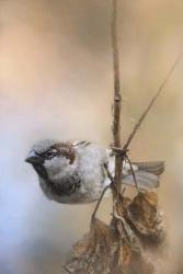 Hanging On Sparrow | Obraz na stenu