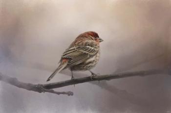 House Finch In January | Obraz na stenu