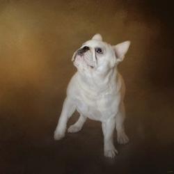 Little Beggar French Bulldog | Obraz na stenu