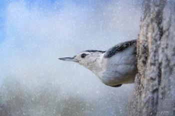 Nuthatch In The Snow | Obraz na stenu