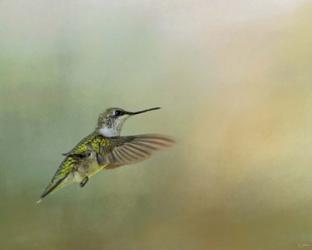 Peaceful Day With A Hummingbird | Obraz na stenu