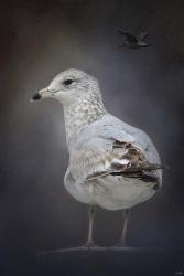 Perched Nearby Gull | Obraz na stenu