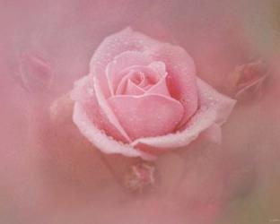 Pink Rose After The Storm | Obraz na stenu