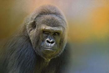 Portrait Of A Gorilla | Obraz na stenu