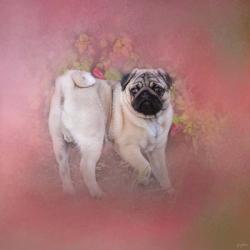 Pug In The Garden | Obraz na stenu