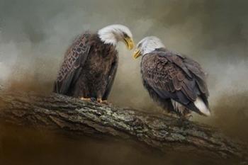 Quiet Conversation Bald Eagles | Obraz na stenu