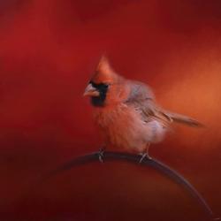 Radiant Redbird | Obraz na stenu