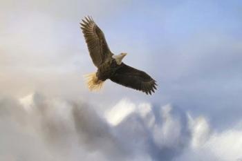 Rise Above Bald Eagle | Obraz na stenu
