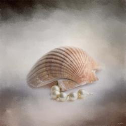 Sea Shell and Pearls | Obraz na stenu