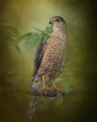 Sharp Shinned Hawk | Obraz na stenu