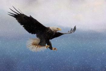 Snowy Flight Bald Eagle | Obraz na stenu