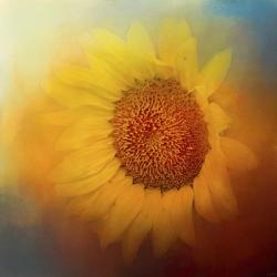 Sunflower Surprise | Obraz na stenu