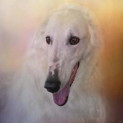 The Elegant Borzoi | Obraz na stenu