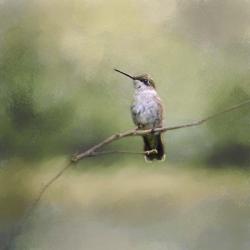 Tiny Visitor Hummingbird | Obraz na stenu