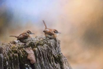 Two Little Wrens | Obraz na stenu