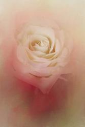 Valentine Rose | Obraz na stenu