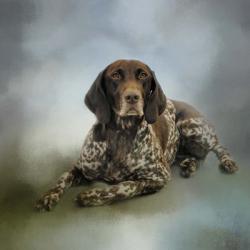 Waiting For A Cue German Shorthaired Pointer | Obraz na stenu