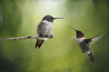 Wake Up Call Hummingbirds | Obraz na stenu