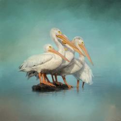 We Are Family White Pelicans | Obraz na stenu