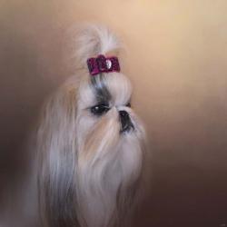 All Dolled Up Shih Tzu | Obraz na stenu