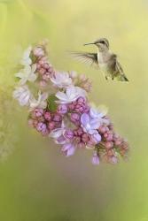 Chasing Lilacs | Obraz na stenu