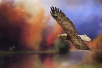 Fall Flight Bald Eagle | Obraz na stenu
