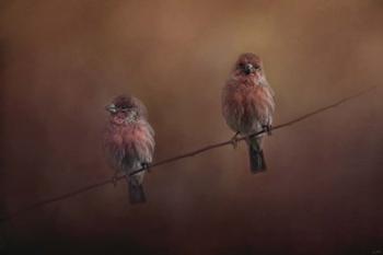 Pair Of Finches | Obraz na stenu