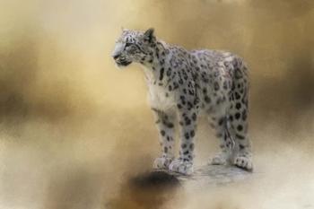 Snow Leopard | Obraz na stenu