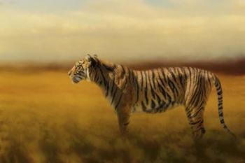 Tiger In The Golden Field | Obraz na stenu